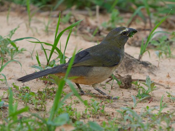 Grijze saltator (Saltator coerulescens)